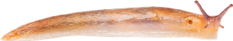 Arion fuscusBRUN SKOGSSNIGEL8,5 × 47,0 mm